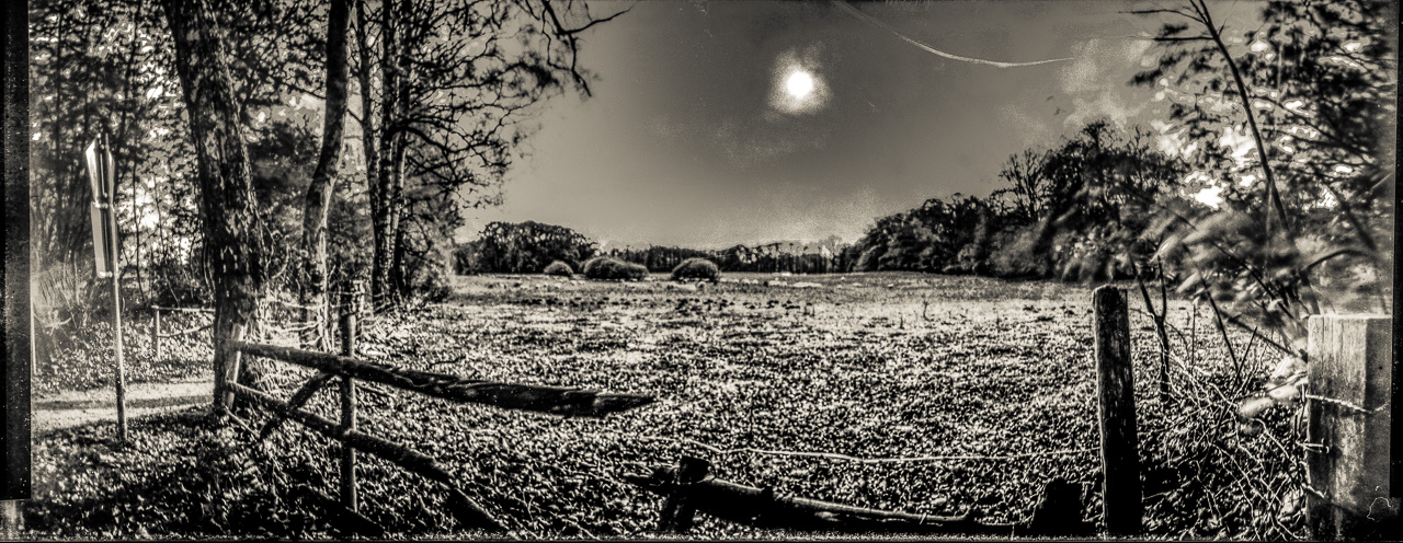 SchwarzWeißBild im Panorama-Querformat: Eine Weide mit kaputtem Gatter im VorderGrund. Bäume links, rechts und im Hintergrund, in der Mitte der Weide einige Flecke (es sind Schafe, aber das kann man nur erahnen). Über der Weide steht die Sonne an einem eher dunklen Himmel.