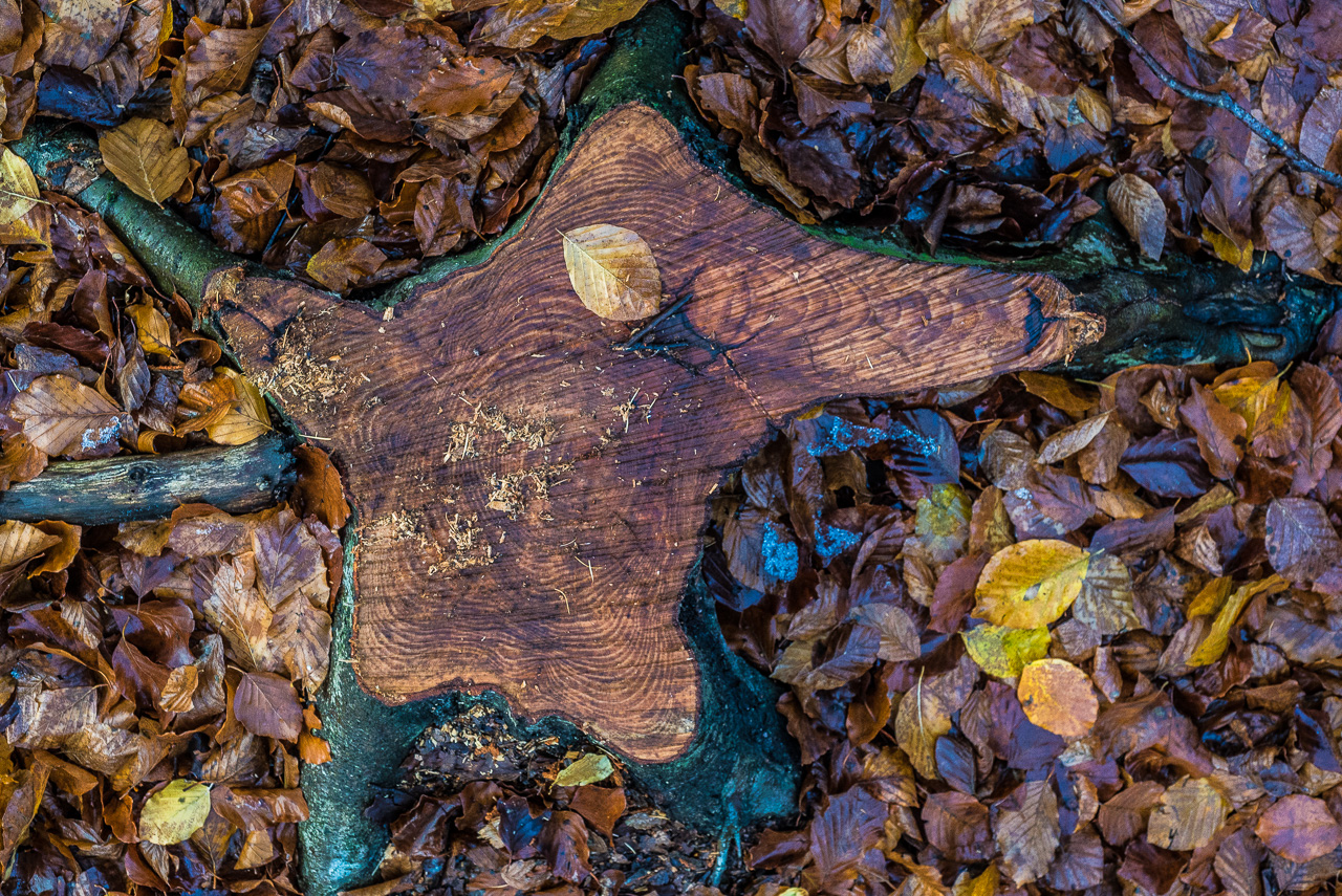 Ein Baumstumpf und ein einzelnes BuchenBlatt, umgeben von vielen anderen Blättern