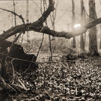 breitformatiges LochKameraFoto, schwarz-weiß mit braunem Ton: Ein umgestürzter Baum im VorderGrund, hinten mehr Bäume. Zwischen zwei Stämmen bogenFörmig ein starkes Licht – die Sonne, die sich während der langen Belichtung bewegt hat.