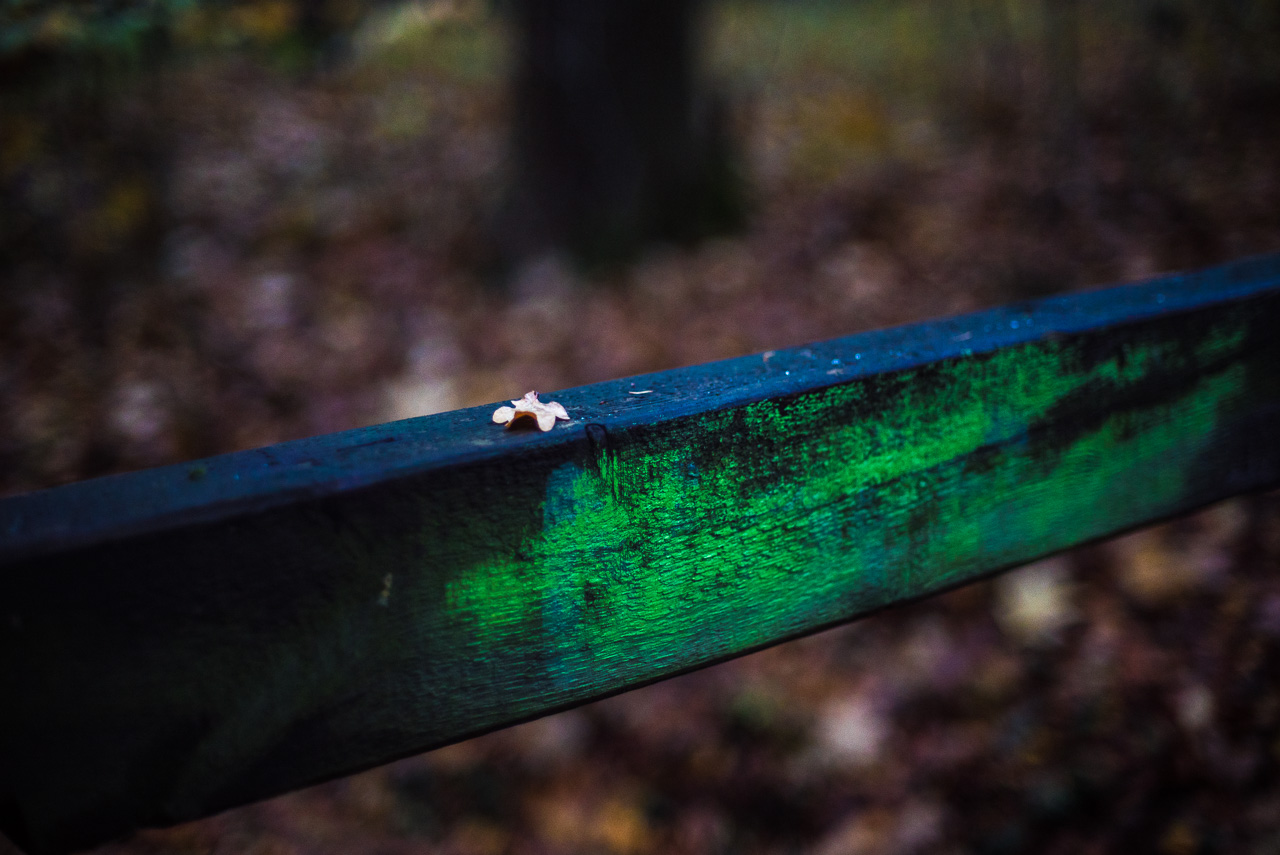 Auf einem Dunklen Holz-Geländer mit grüner Farbe liegt ein einzelnes EichenBlatt