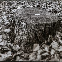 Schwarz-Weiß-Foto: Ein BaumStumpf, schräg von vorn aufgenommen, aber nur die gesamte obere Ebene ist scharf. Darauf liegt ein kleines helles Blatt.