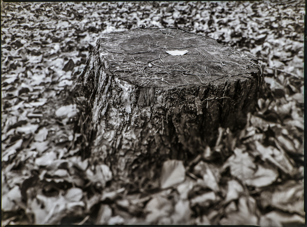 Schwarz-Weiß-Foto: Ein BaumStumpf, schräg von vorn aufgenommen, aber nur die gesamte obere Ebene ist scharf. Darauf liegt ein kleines helles Blatt.