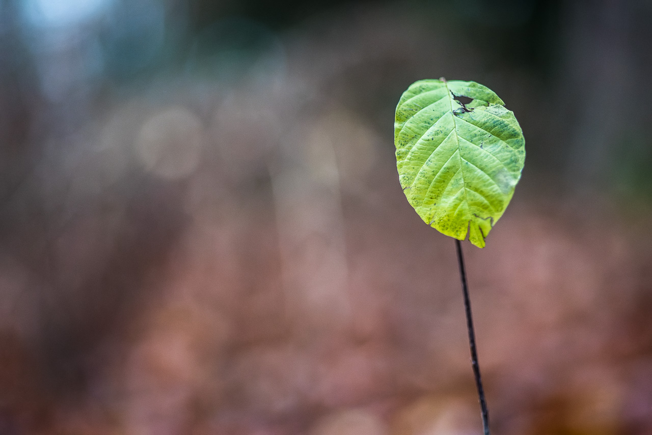 Ein junger Trieb eines Baums mit einem einzelnen hell-grünen Blatt vor dem HinterGrund herbstlich braunen Waldes