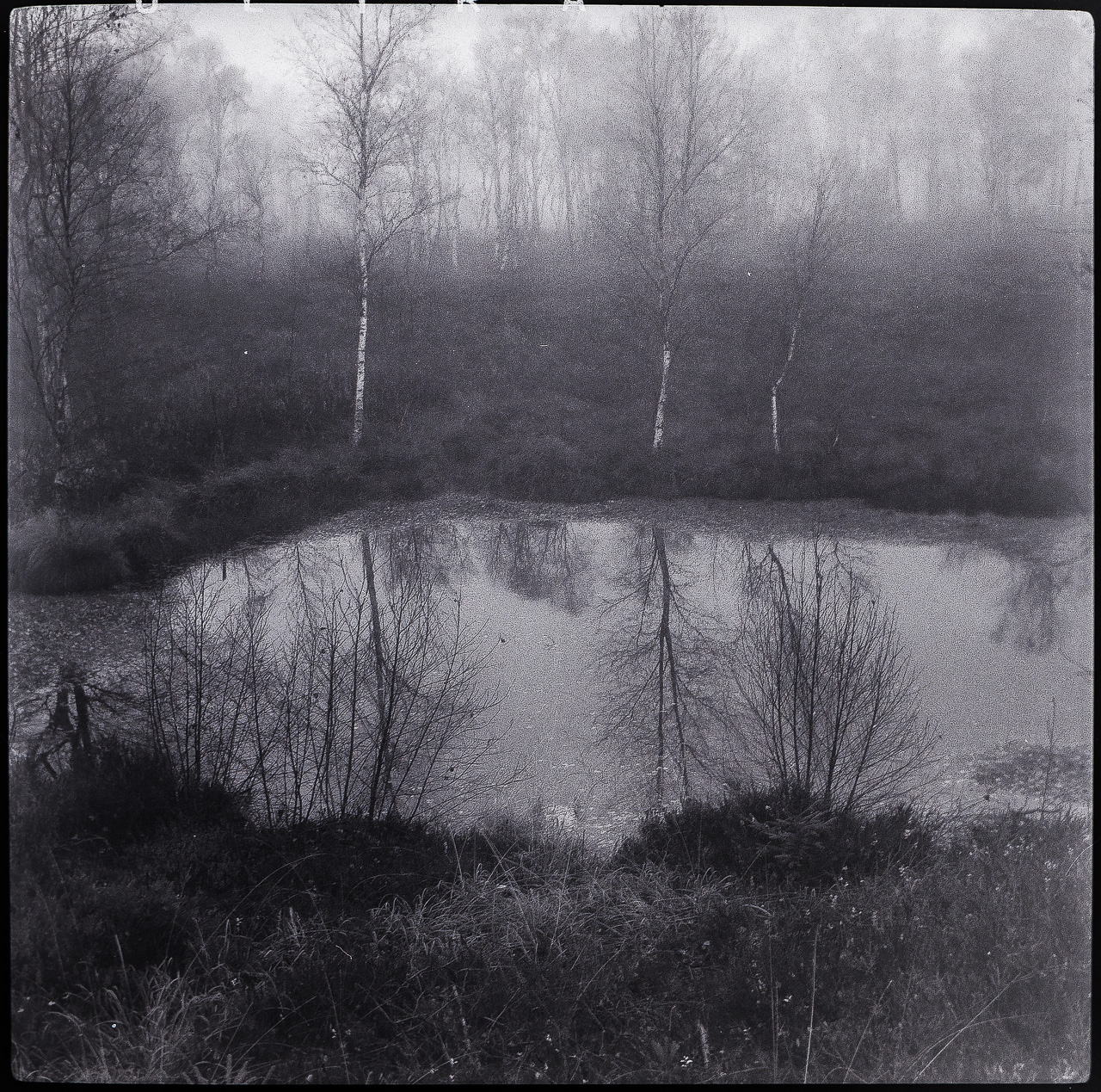 Quadratisches SchwarzWeißFoto: Birken am Ufer eines kleinen Teichs in einem Moor