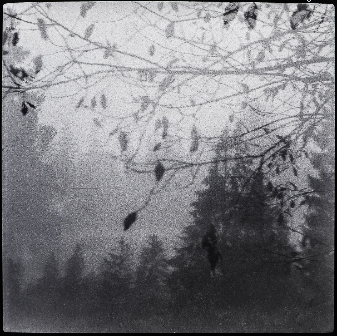 Quadratisches SchwarzWeißFoto: Mehrere Aufnahmen von Nadel- und LaubBäumen übereinander gelegt