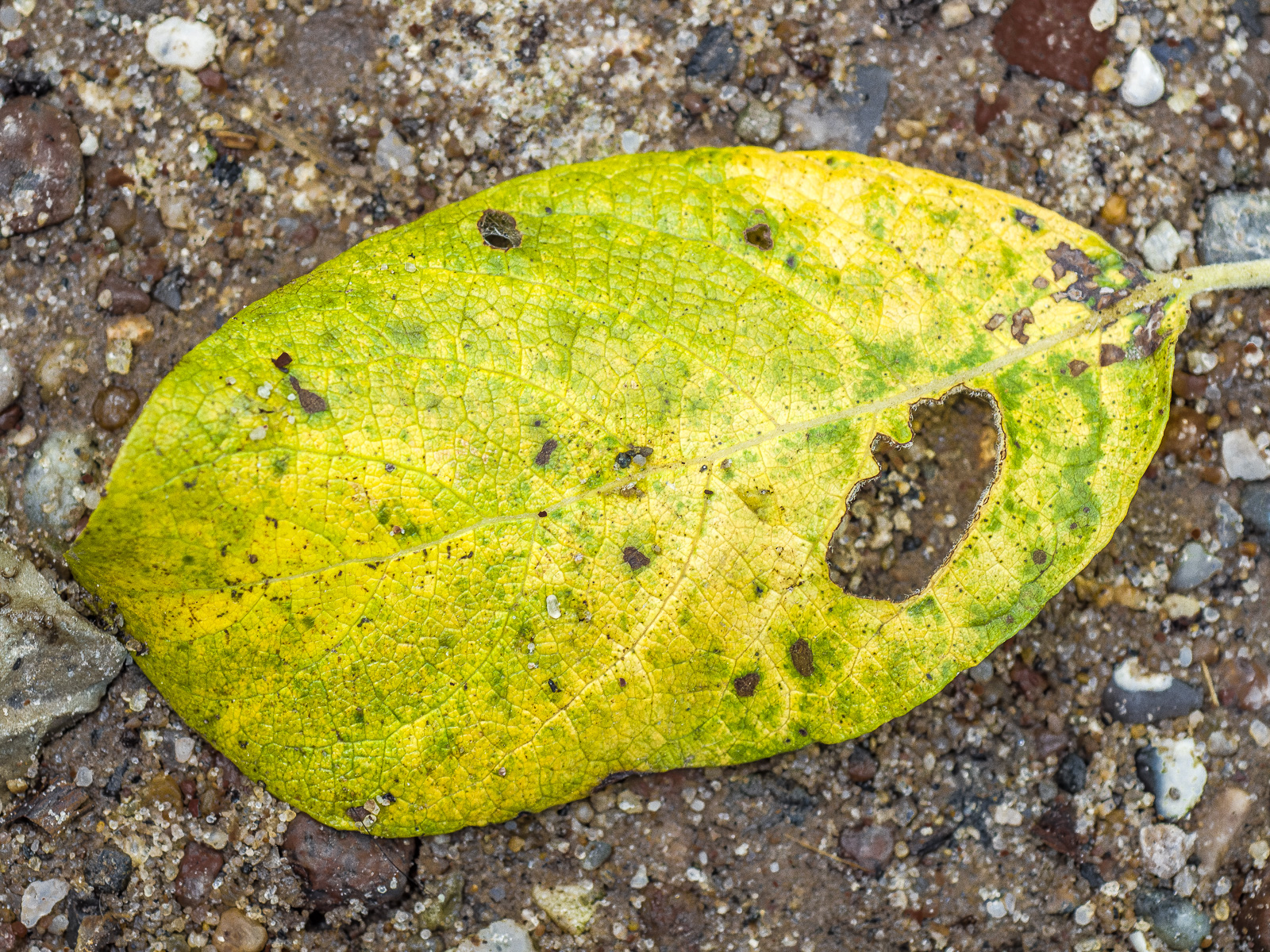 Ein gelb-grünes ei-förmiges Blatt mit einem Loch auf sandigem Boden