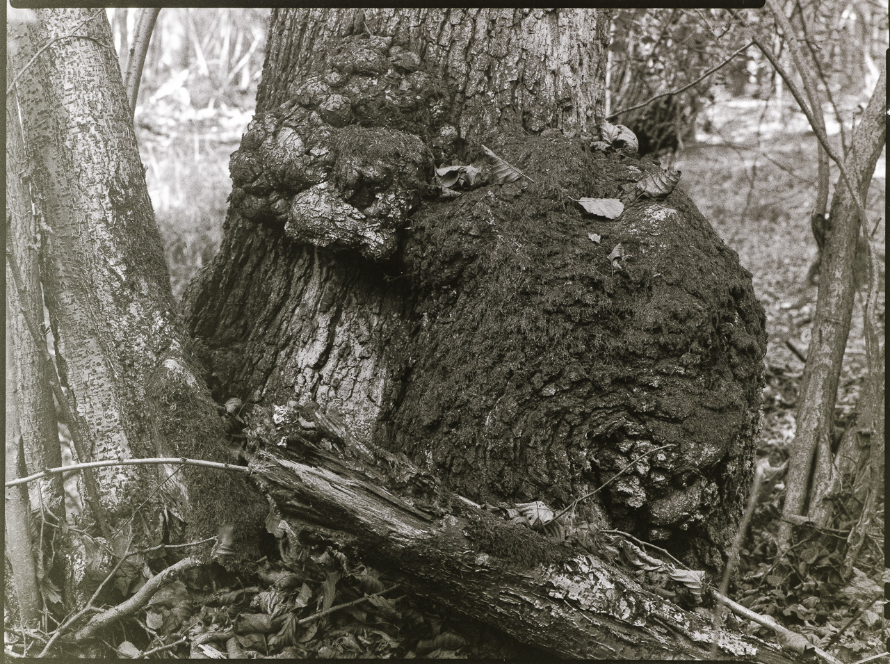 SchwarzWeißBild: Am Stamm einer Eiche eine Wucherung, die aussieht wie ein BärenJunges, das sich an den Stamm klammert