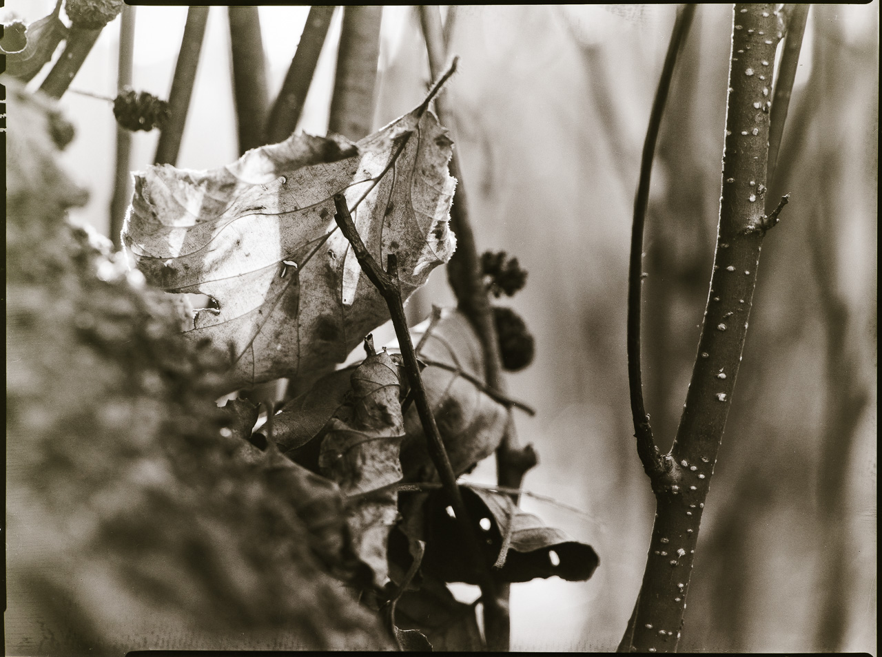 SchwarzWeißBild: Zwischen feinen Ästen werden mehrere trockene Blätter gehalten. Das größte und schärfste Blatt leuchtet im GegenLicht
