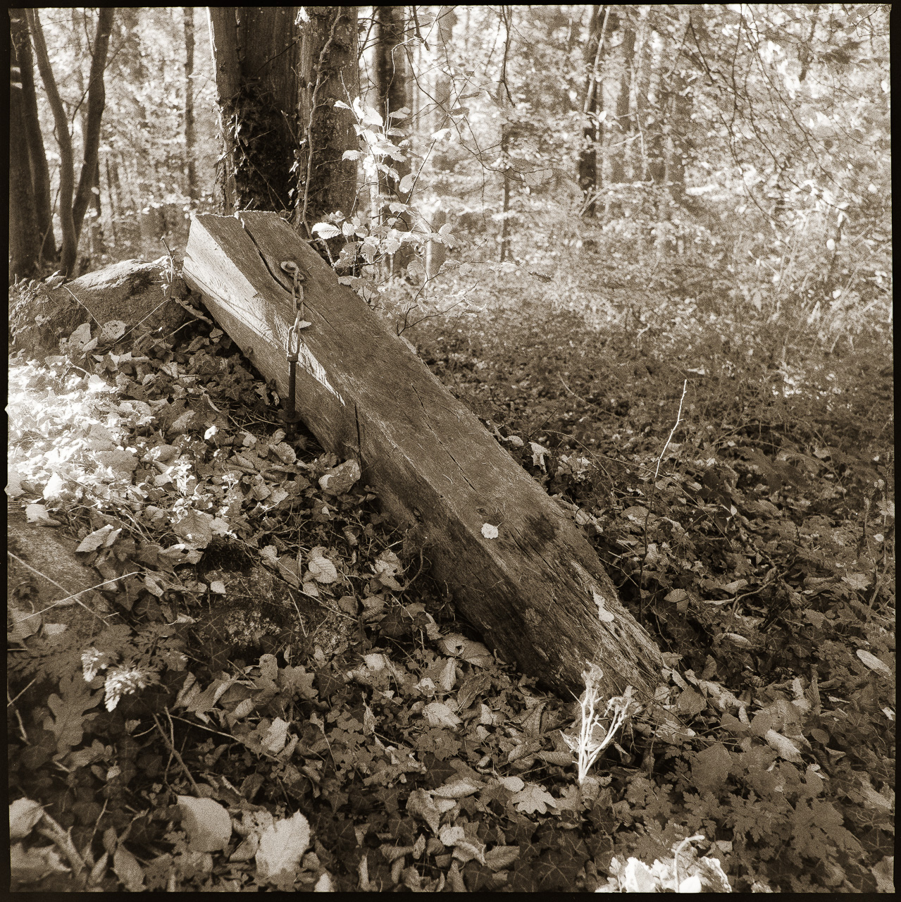 Quadratisches SchwarzWeißBild: Ein abgebrochener Pfosten einer WegaAbsperrung liegt im Wald auf einem Haufen von Blättern