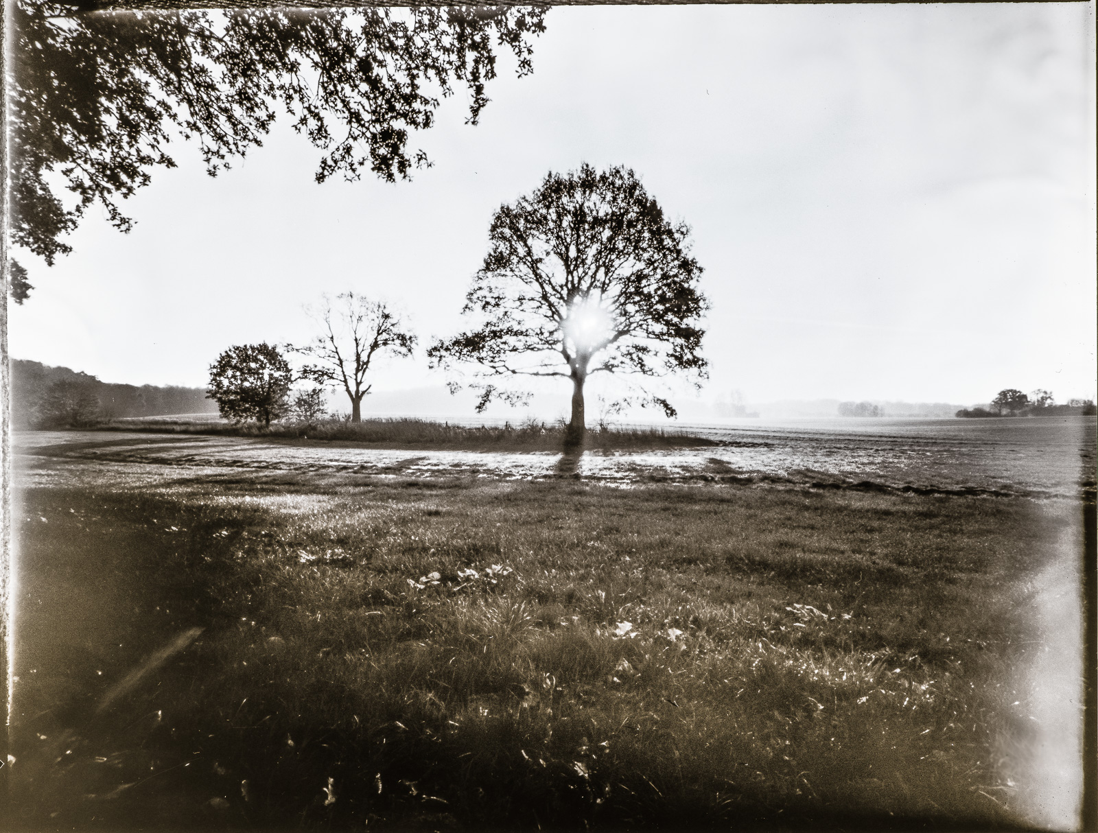 Ein Baum auf einer Wiese, dahinter steht die MorgenSonne und strahlt zwischen den Ästen durch. Links oben überhängende Blätter eines anderen Baums. Das Foto ist schwarz-weiß und etwas diffus-unscharf, weil es mit einer Lochkamera aufgenommen wurde.