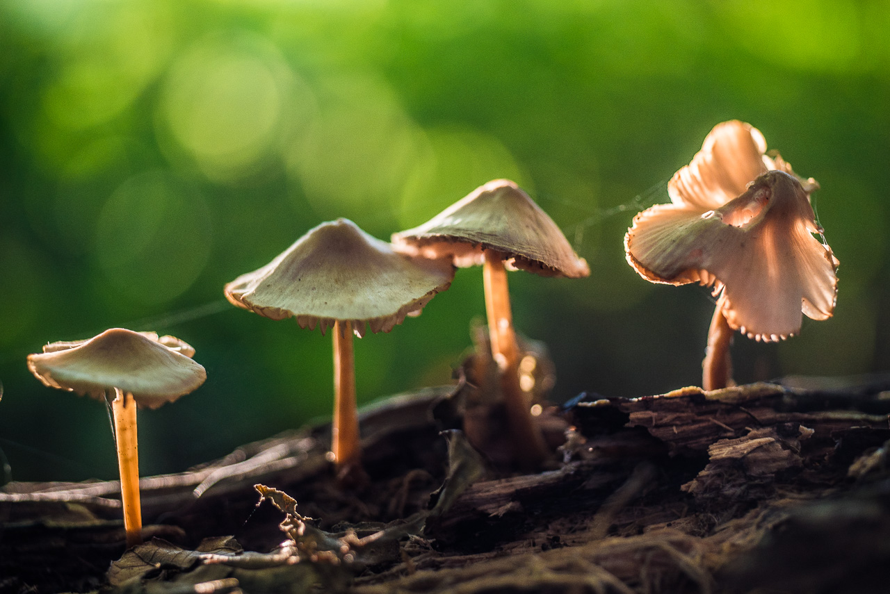 Vier kleine, helle Pilze mit Lamellen unter den Hüten stehen auf einem morschen Stück Holz. Der HinterGrund ist grün und lichtDurchflutet.