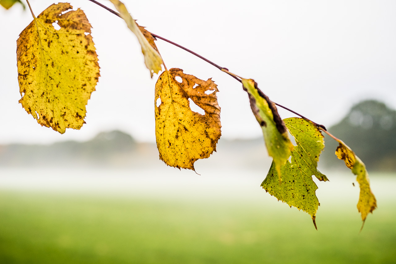 Der Ast einer Birke mit je drei eher gelben und eher grünen Blättern in duffusem Licht vor einer Wiese mit Nebel