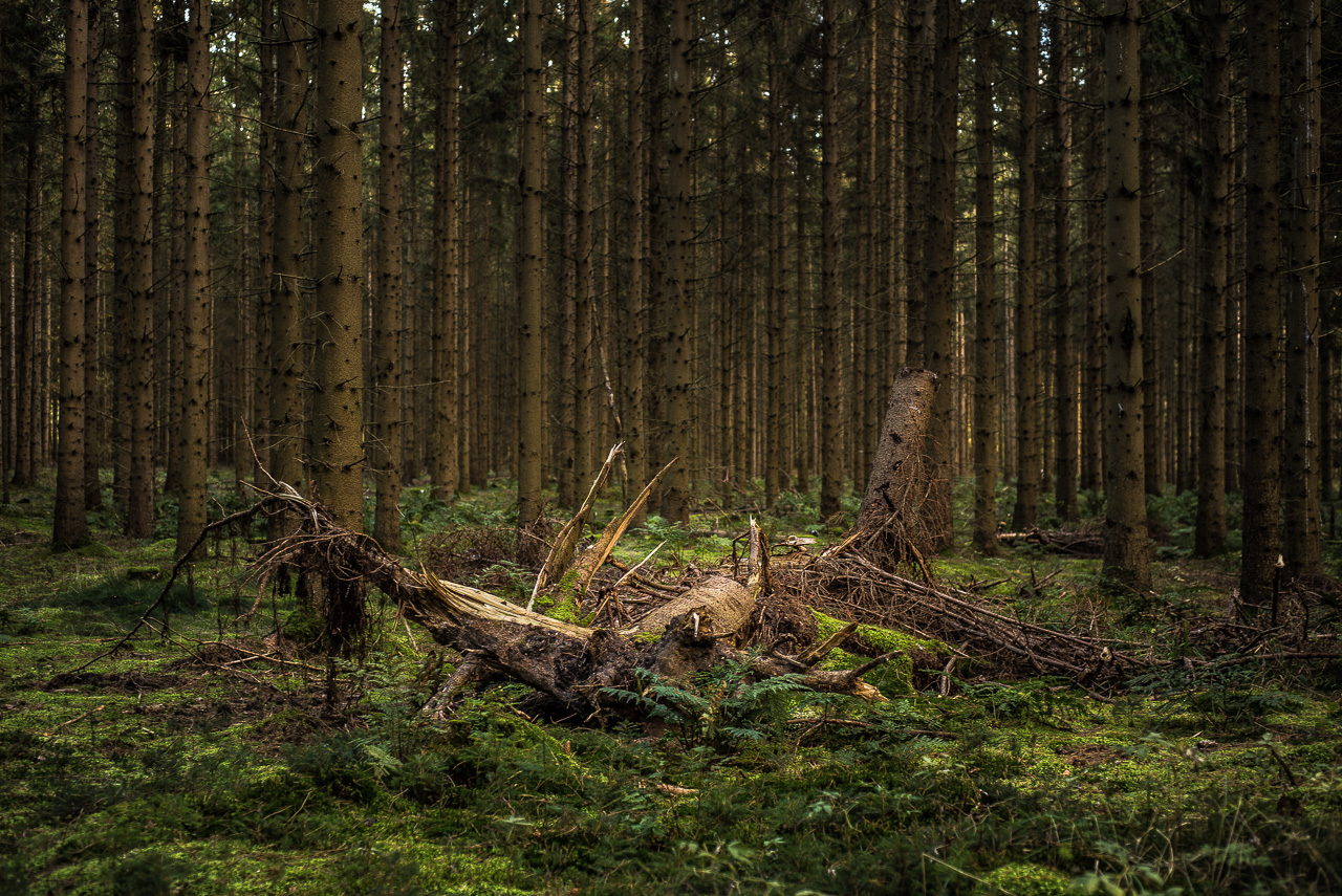 Vor dem dunklen HinterGrund eines dichten Waldes aus kargen NadelBaumStämmen liegen auf einer moosigen Lichtung zwei entwurzelte Stümpfe.
