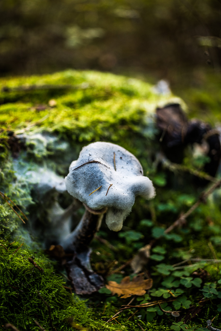 Ein einzelner Pilz steht an einer stark bemoosten Wurzel. Die Kappe des Pilzes ist mit Schimmel überzogen, was aussieht wie ein Gespenst-Kostüm