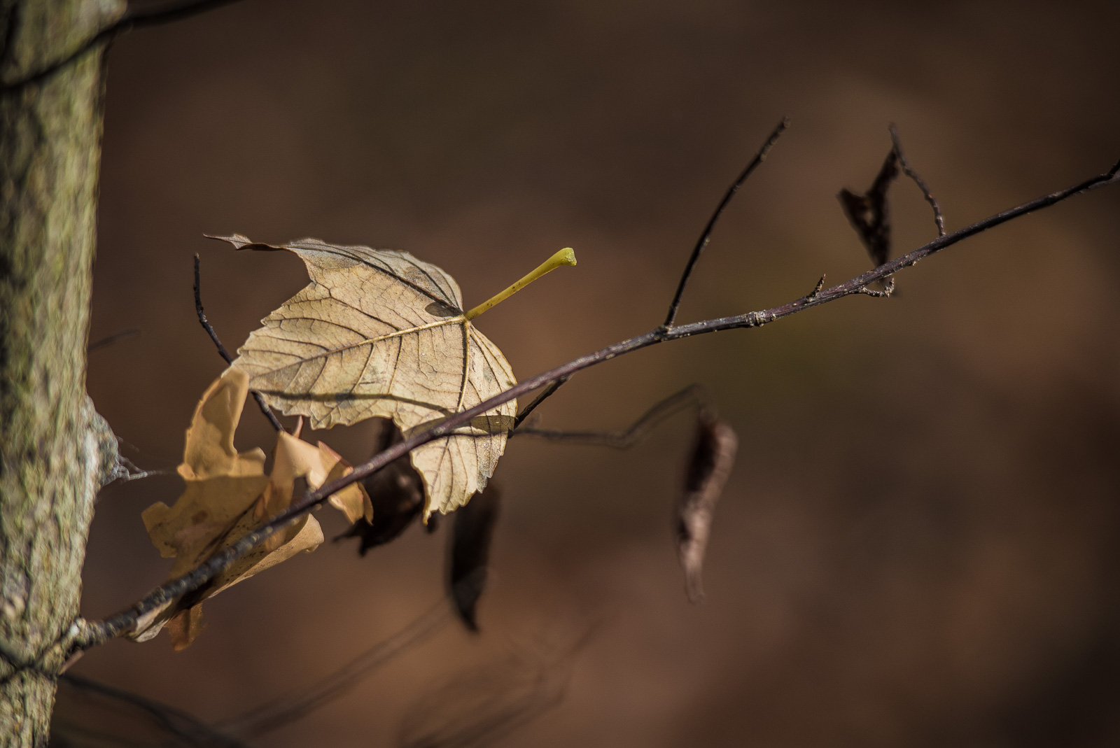 Ein trockenes Blatt liegt auf einer AstGabel und auf mehreren anderen Blättern. Ein SonnenStrahl beleuchtet es prägnant vor warm-braunem Hintergrund