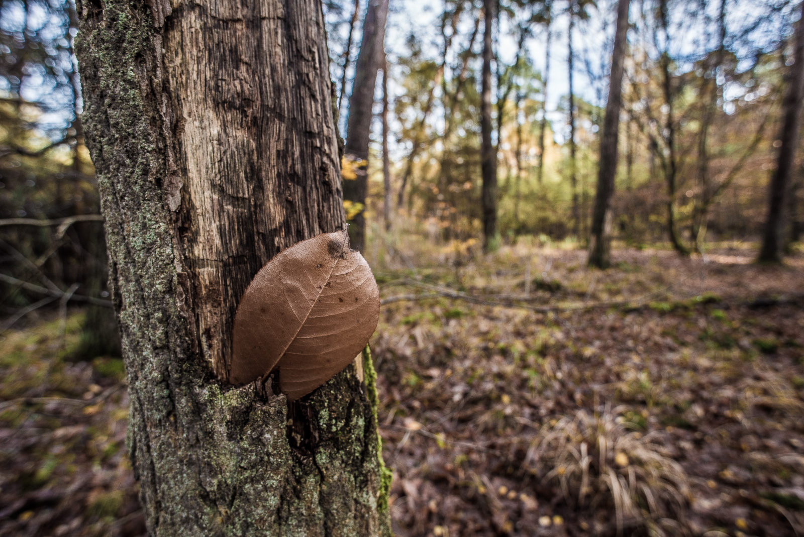 In der kaputten Rinde eines Baums steckt ein einzelnes trockenes Blatt.