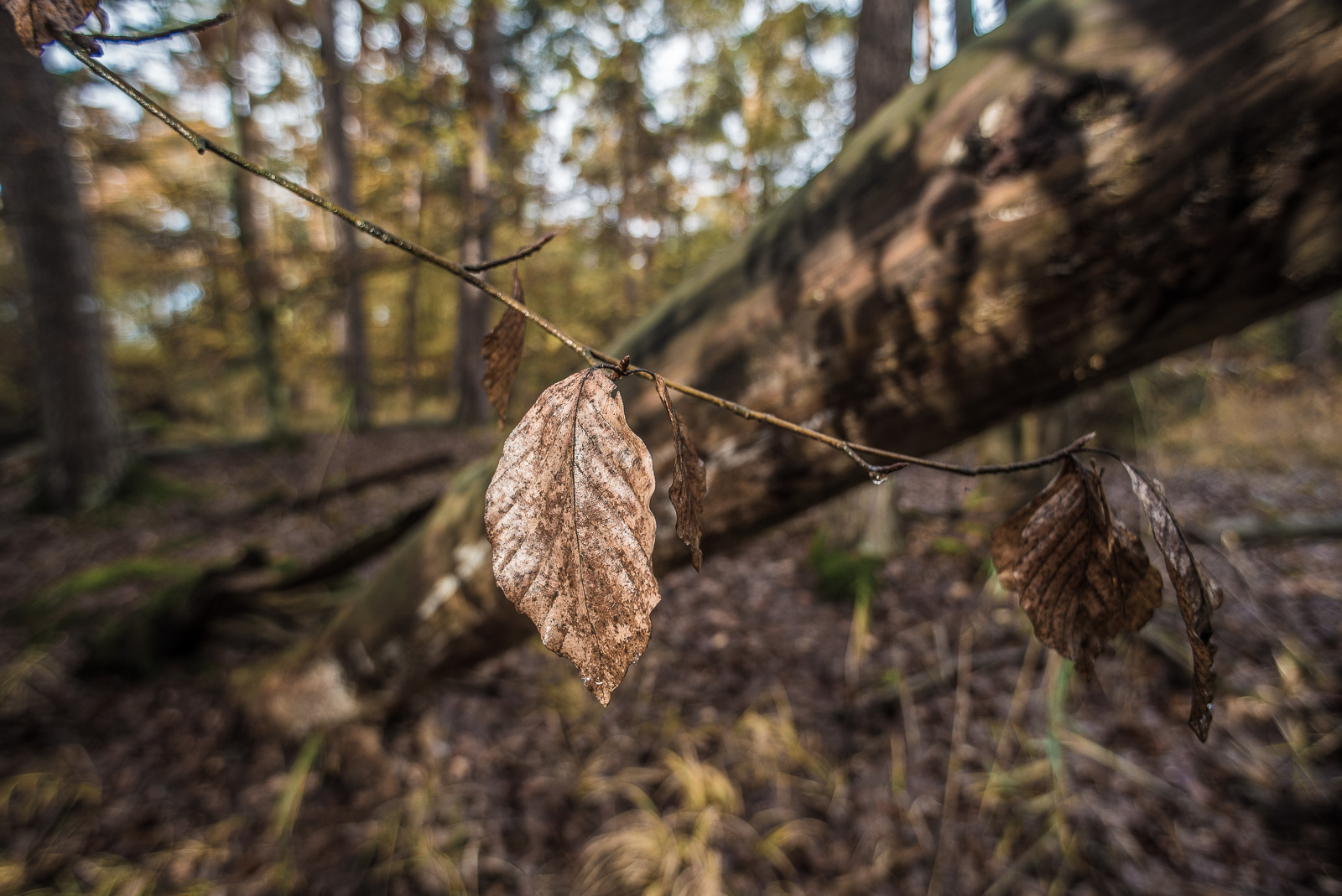 Ein dünner Ast mit trockenen Blättern bildet eine Diagonale durchs Bild. Die andere Diagonale ist ein umgestürzter Baum.