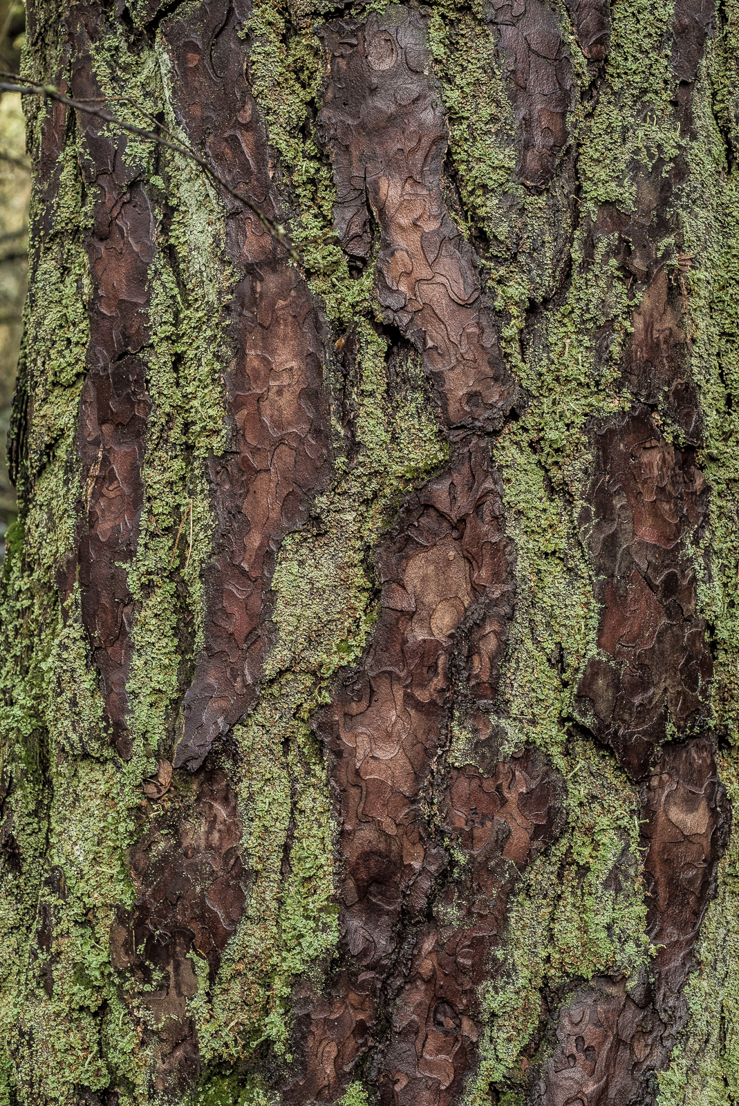 Ein Stamm eines Baums mit prägnanter geschichteter Rinde. Zwischen den braunen Bereichen der Rinde immer wieder Stellen, die grün mit Moos überzogen sind, die Farbkontraste bilden eine interessante Struktur.