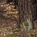 Am Fuß eines NadelBaums auf erkennbar weichem WaldBoden treibt ein LaubBaum mit gelben Blättern aus.