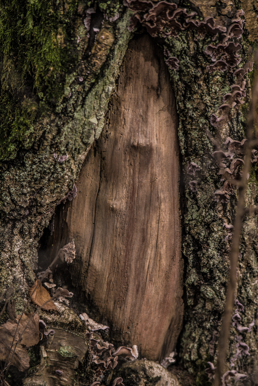 alte, markante BaumRinde mit einem dreiEckigen Loch in der Mitte