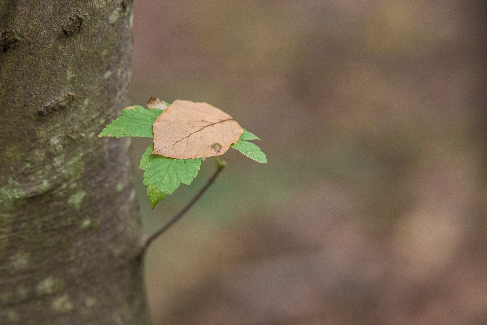 Auf einem Ast mit mehreren grünen Blättern ist ein gelb-braunes Blatt einer anderen Art gelandet.