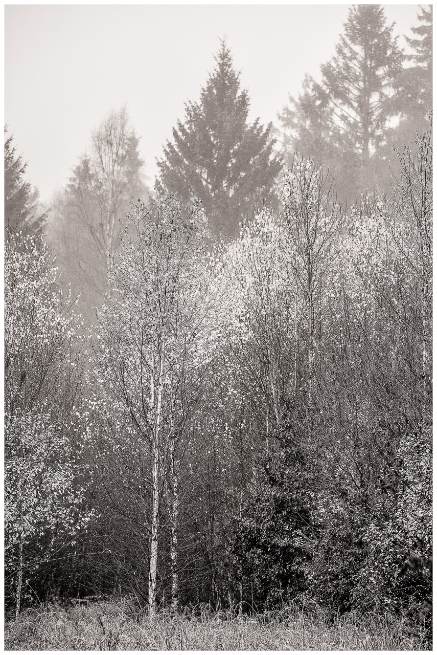 SchwarzWeißFoto: Mehrere Birken mit hellem Laub vor NadelBäumen, die im Nebel zu verschwinden scheinen