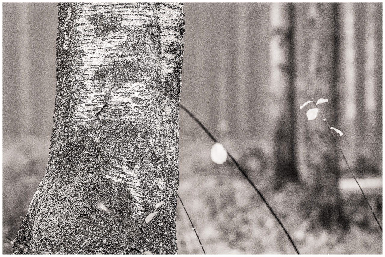 SchwarzWeißFoto: Ein Stamm einer Birke vor mehreren anderen BaumStämmen im unscharfen HinterGrund