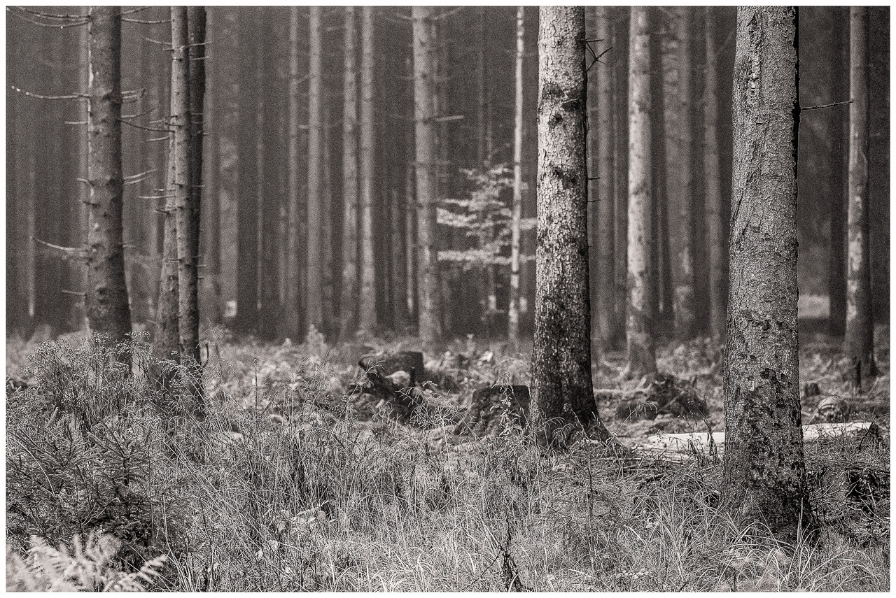 SchwarzWeißFoto: Stämme mehrerer NadelBäume im VorderGrund auf einer WaldLichtung, dahinter sehr dicht stehende andere Bäume