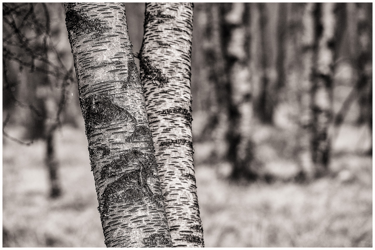 SchwarzWeißFoto: Zwei BirkenStämme im VorderGrund, dahinter unscharf mehrere weitere Birken