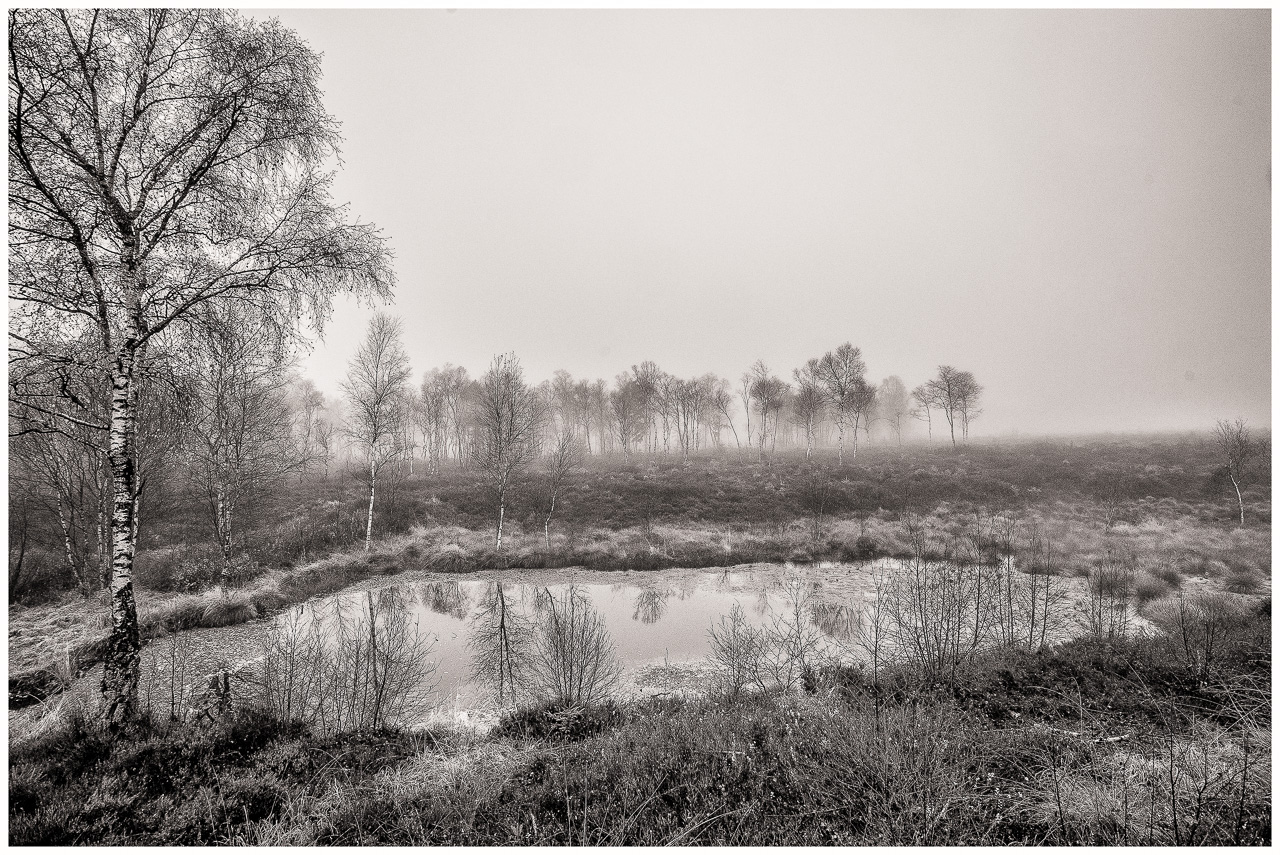 SchwarzWeißFoto: Ein Teich in einem MoorGebiet, aus erhöhter Perspektive aufgenommen, der von Birken umstanden ist.