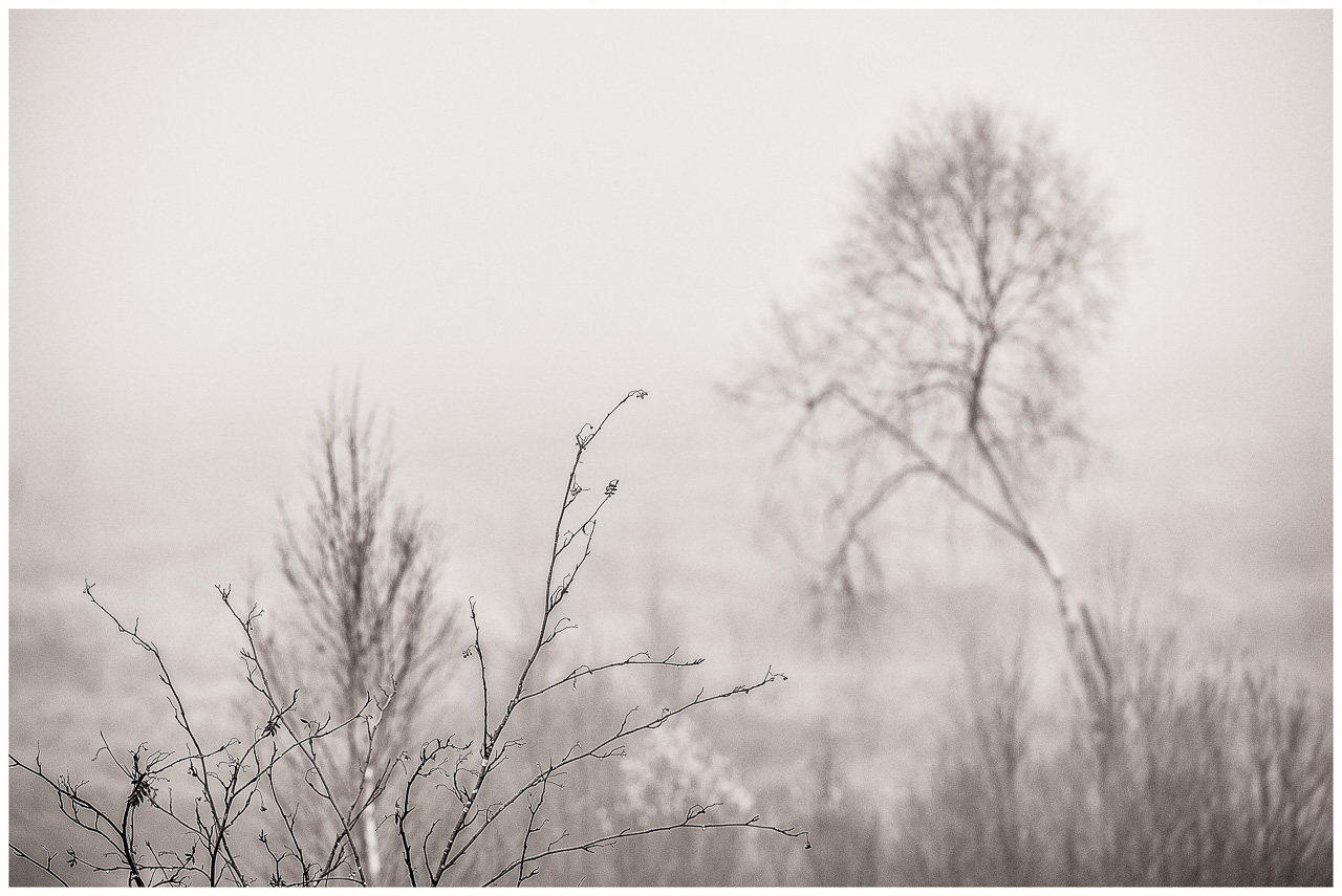 SchwarzWeißFoto: filigrane Äste eines Strauchs, dahinter im Nebel mehrere kahle Bäume