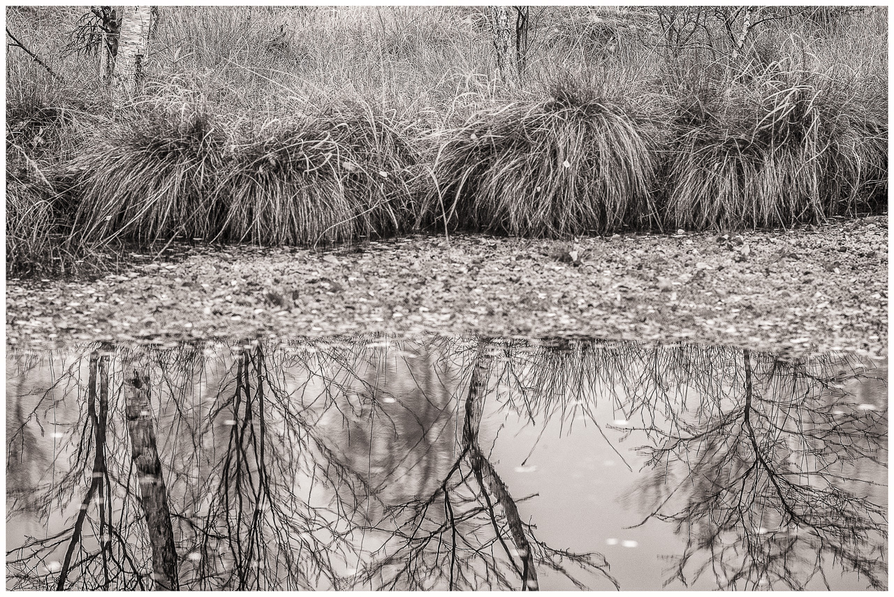 SchwarzWeißFoto: UferLinie eines Tümpels im Moor, auf dem Wasser spiegeln sich mehrere Birken
