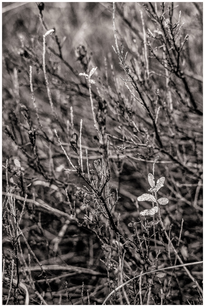 SchwarzWeißFoto: niedrige kahle Sträucher von MoorPflanzen, vorn rechts ein einzelner Ast mit hellen Blättern