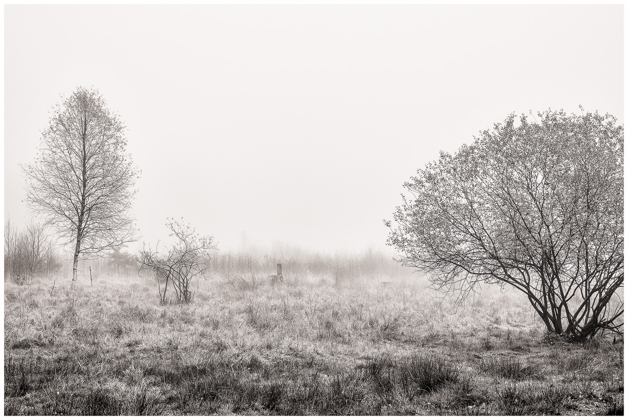 SchwarzWeißFoto: Rechts ein niedriger rundlicher Busch auf einer Wiese, hinten links eine schlanke Birke, noch dahinter im Nebel verschwindende Strukturen von Büschen
