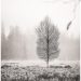 SchwarzWeißFoto: Eine einzelne Birke steht auf einer MoorWiese. Im HinterGrund diffuse BaumSilhouetten im Nebel, von oben ist das Bild von einem unscharfen Ast mit Blättern eingerahmt.