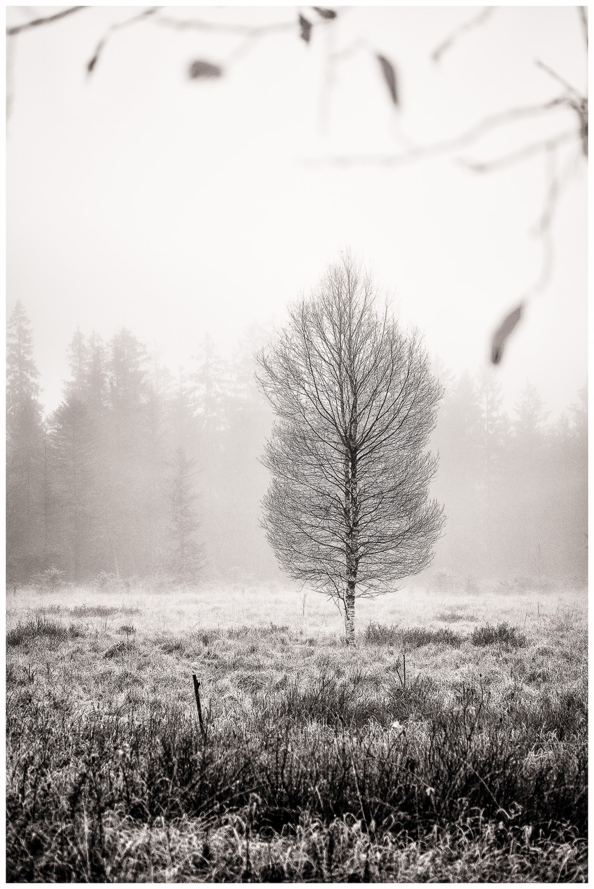 SchwarzWeißFoto: Eine einzelne Birke steht auf einer MoorWiese. Im HinterGrund diffuse BaumSilhouetten im Nebel, von oben ist das Bild von einem unscharfen Ast mit Blättern eingerahmt.