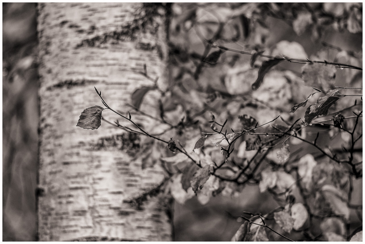 SchwarzWeißFoto: Vor dem Stamm einer Birke eine Reihe von belaubten Ästen, nur einer davon und ein einzelnes Blatt sind scharf und deutlich vor der hellen Birke freigestellt.