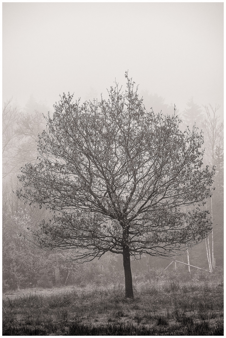 SchwarzWeißFoto: Ein einzelner Baum mit runder Krone steht vor anderen Bäumen in dichtem Nebel.