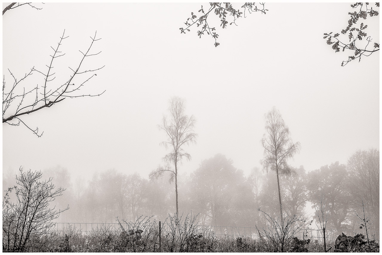 SchwarzWeißFoto: Neblige Landschaft, unten ein Zaun, links ein kahler Ast, oben belaubte Äste, mittig schon diffus zwei einzelne und dahinter noch mehrere Bäume
