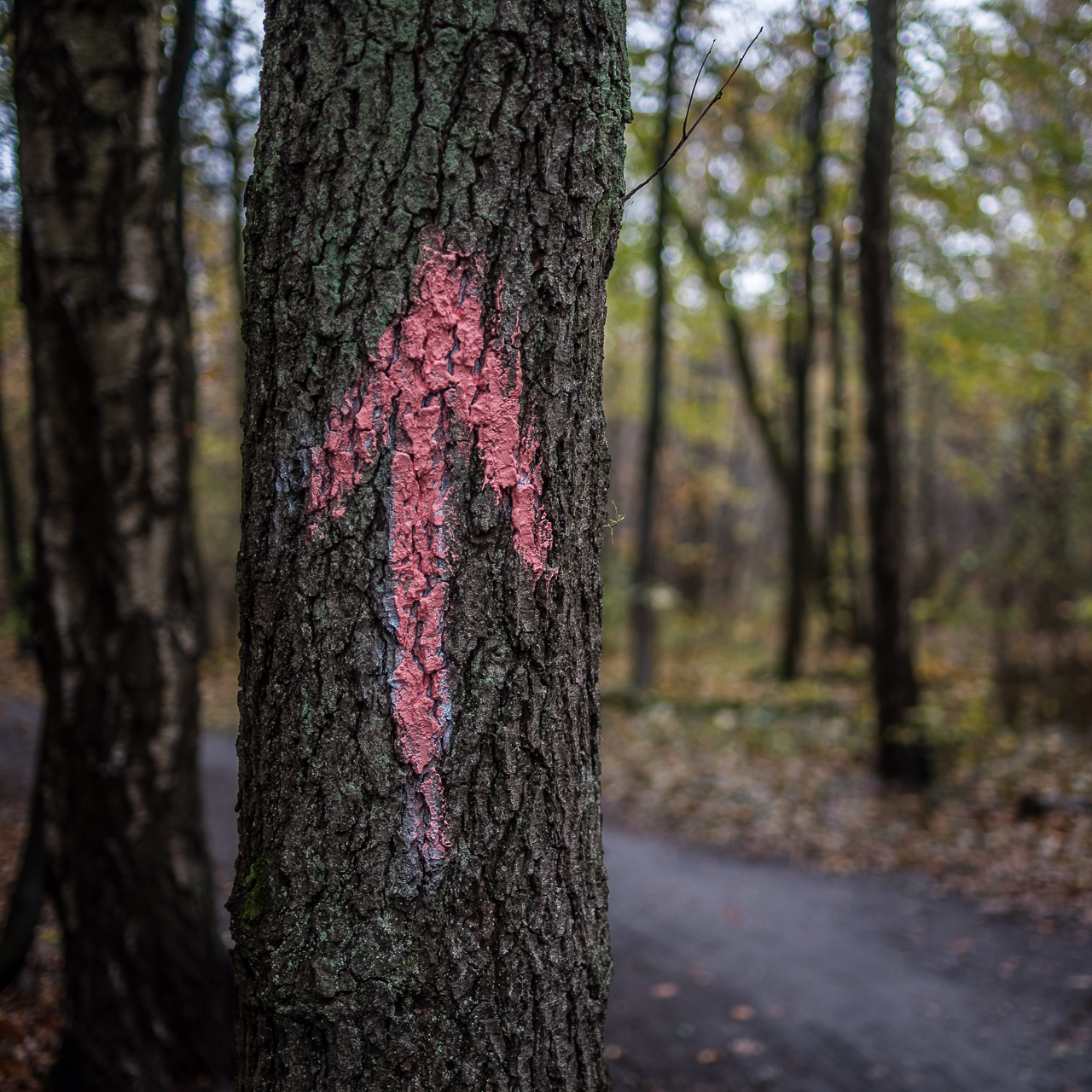 Quadratisches FarbFoto: Ein Baum mit rauer Rinde, auf dem ein hellroter nach oben zeigender Pfeil aufgepinselt ist
