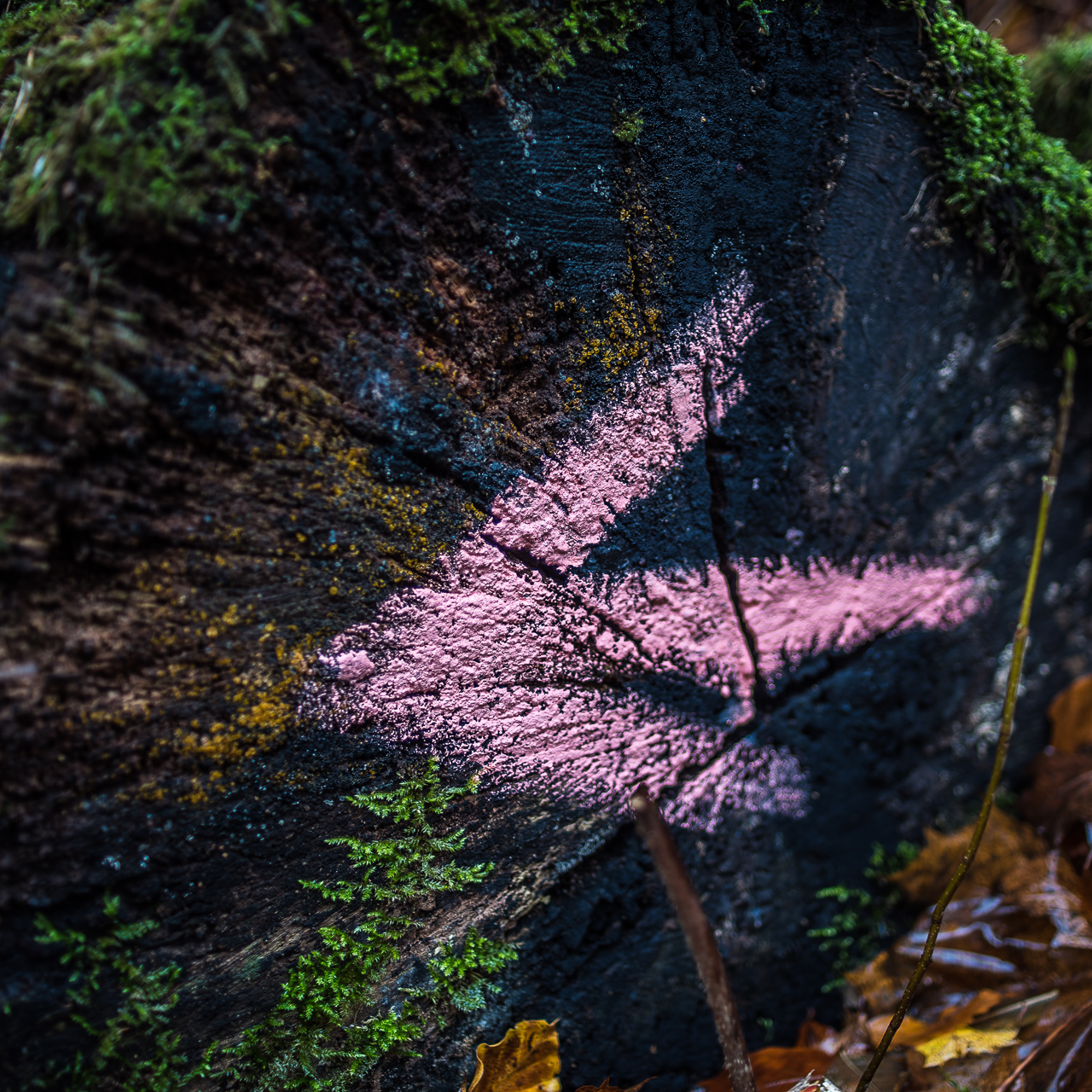 Quadratisches FarbFoto: Auf einem moosigen BaumStumpf ist ein rosa-roter Pfeil aufgemalt