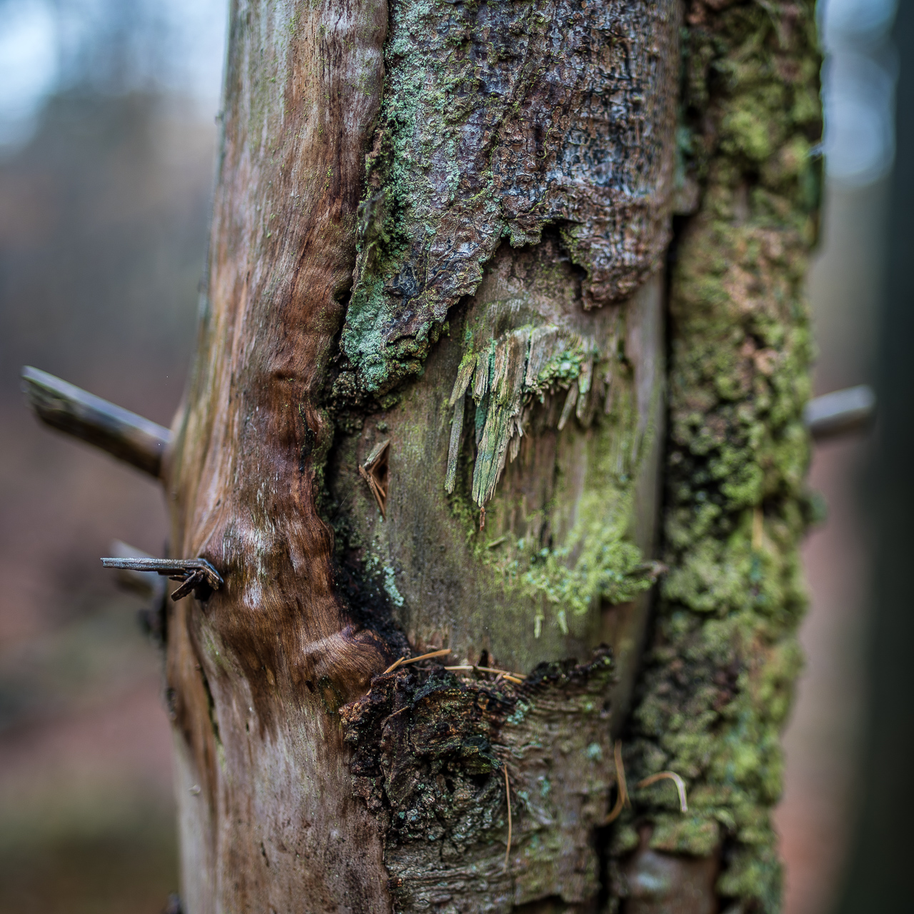 Quadratisches FarbFoto: Ein BaumStamm in starker NahAufnahme, die Rinde sehr bröckelig, abgebrochene Äste