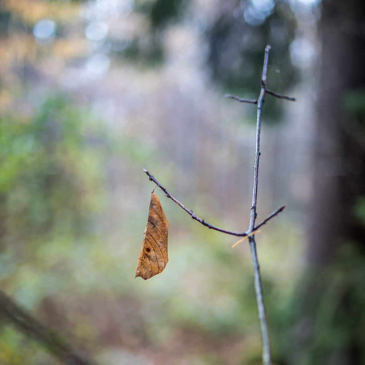 Quadratisches FarbFoto: Ein dünner, kahler Ast vor hellem HinterGrund. Am äußersten Ende eines Zweigs hängt ein trockenes Blatt herunter