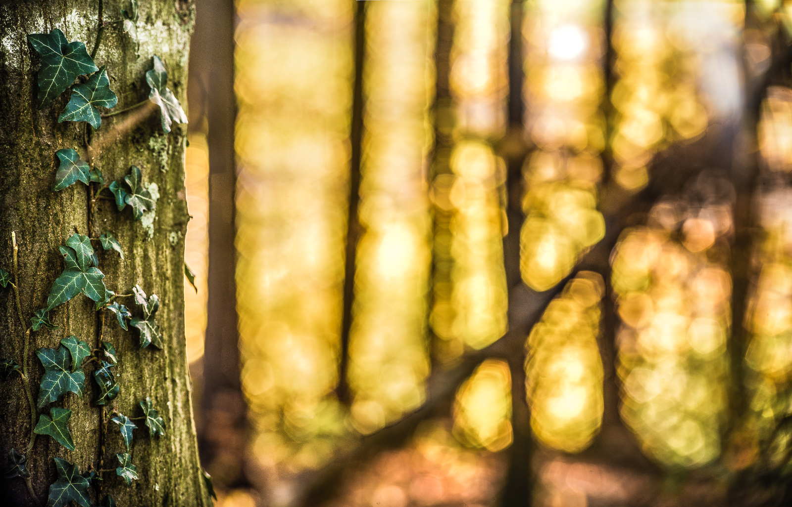 Am linken Bildrand ein mit Efeu berankter Baumstamm in engem Ausschnitt. Hinten in starker Unschärfe sechs aufrecht stehende und ein gekippter Baumstamm, zwischen denen intensiv goldenes Licht hindurchstrahlt.