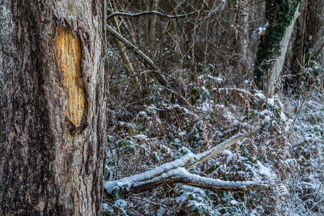 Vor unruhigem verschneiten Wald-Dickicht ein einzelner Baum mit markantem länglichem Riss in der Rinde