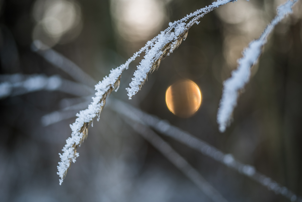 Gräser mit Eis und Schnee darauf, dahinter verschiedene helle LichtFlecke und ein kreis-runder goldener Kuller