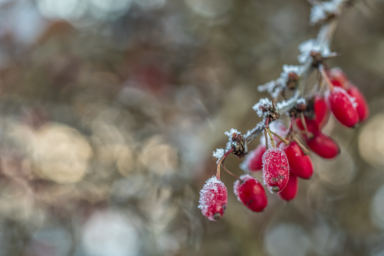 Ein Zweig mit roten, vereisten Beeren vor unruhigem, licht-fleckigem Hintergrund