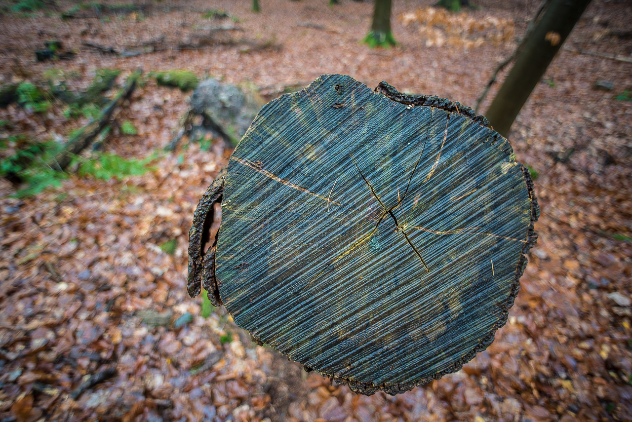 Abgeschnittener Baumstamm, frontal aus der Nähe auf die Schnittfläche fotografiert. Im Hintergrund Waldboden mit mehreren Bäumen