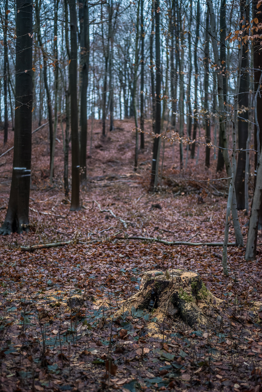 Blick durch den Wald einen Hügel hinauf. Vorn ein frisch abgesägter Baumstumpf, dahinter zieht sich eine Schneise nach oben