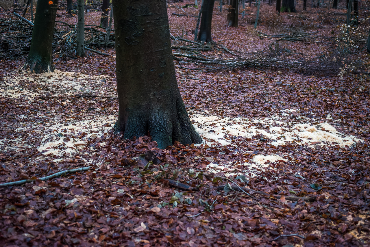 Ein Baum steht in der Bildmitte etwas schräg auf dicht belaubtem Waldboden. Um den Baum herum Sägespäne, hinten säuberlich aufgestapelte abgeschnittene Äste